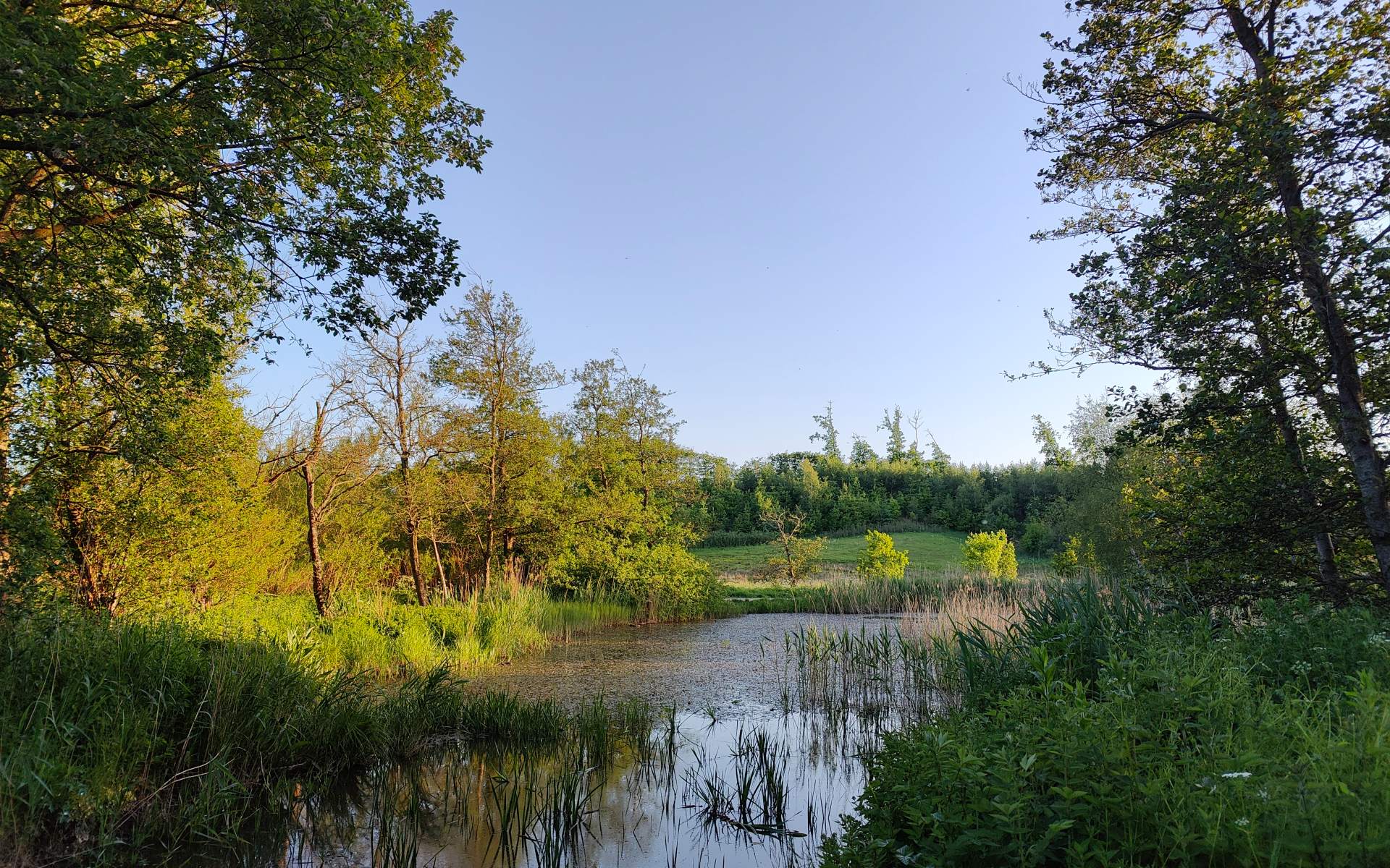 Skovsøen Østervrå